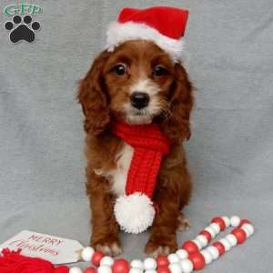 Scout, Cavapoo Puppy